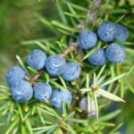 Health benefits can be derived from Juniper Berries