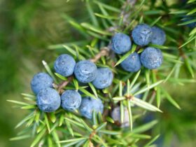 Health benefits can be derived from Juniper Berries