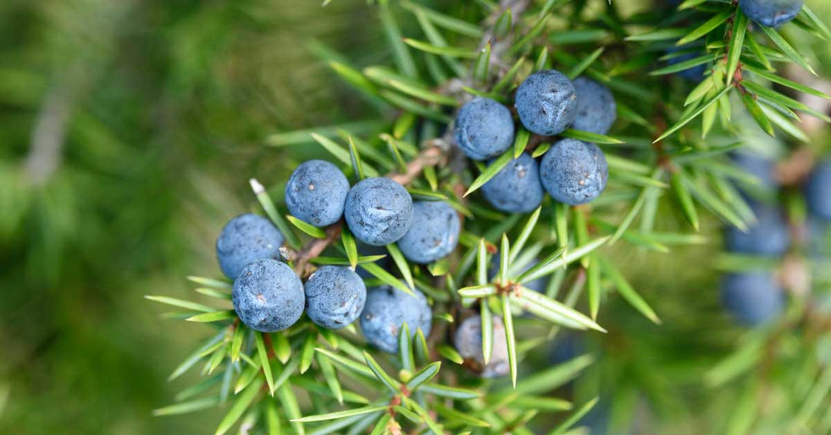 Health benefits can be derived from Juniper Berries