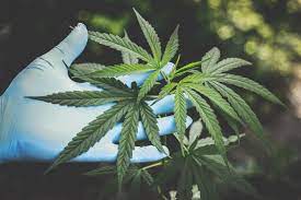 Medical Cannabis Market