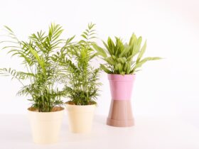 indoor plants