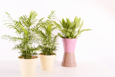 indoor plants